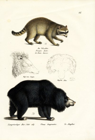 Raccoon, 1824 by Karl Joseph Brodtmann